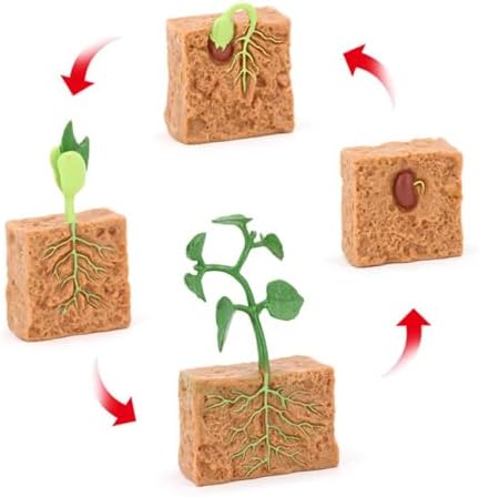 Life Cycle of Green Bean Plant Lifelike Life Cycle Plant Figures for Children - Image 6