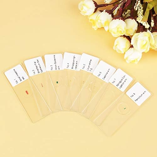 Prepared Microscope Slides Set, 25 Piece Glass Specimen Collection with Labeled Plant Animal Cell Samples for Biology Labs Students Standard 75 x 25 mm Boxed Set - Image 7