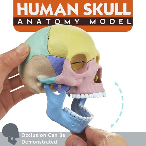 HADWYN Anatomy Skull Model, 17 Part Puzzle of Human Anatomy Skull for Teaching Equipment - Image 2