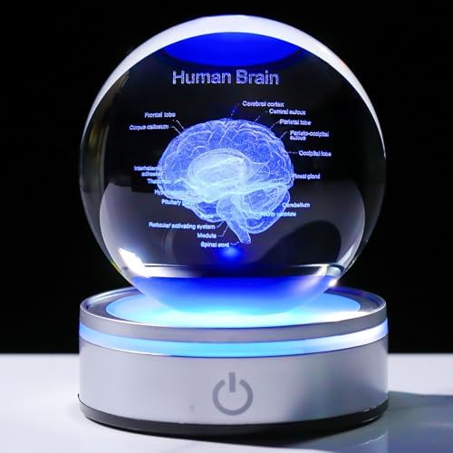 Brain Gifts for Neurologist, Laser Ethced Human Brain Anatomical Model 3D Crystal Ball, Brain Surgery Gifts for Doctors, Physiology Graduation Gifts for Medical Students for Christmas by LAFT