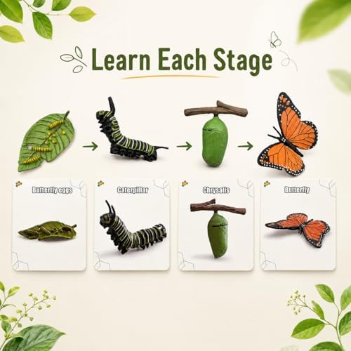 Montessori Life Cycle Animal Figures with Flash Cards, Lifelike Animal Growth Cycle Biological Model Set (Butterfly) - Image 2