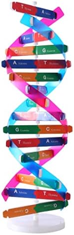 DNA Double Helix Model, Biology Science Educational Aid for Students by VIUJUH