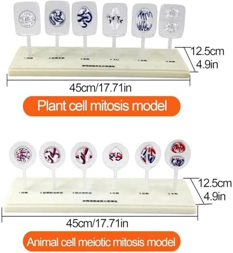 Animal And Plant Cell Mitosis And Meiosis Model, Biological Cell Models, Easy To Use, 12 Parts Medical Science Anatomy Cell And Mitosis Model Set, For Biology Teaching Aid Equipment Teaching - Image 5