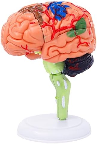 32-Piece Human Brain Anatomy Model with Display Stand, 4.3-Inch Detachable Brain Replica for Adult Anatomy Study, College Biology, Nursing and Medical Education by Ceonam