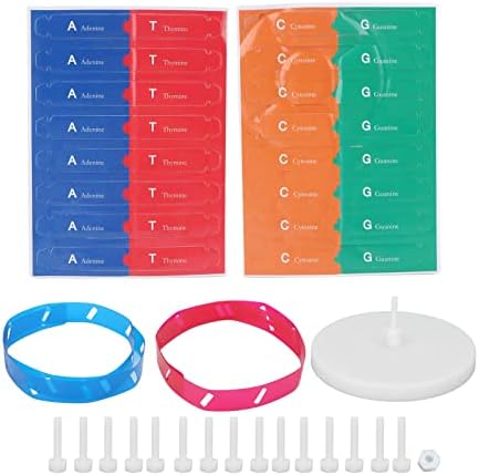 Yoidesu DIY Human DNA Model, Self Structure Model with Bright Colors, DNA Double Spiral Model, Human Components for Children Scientific DIY or Education Teaching Toy - Image 7