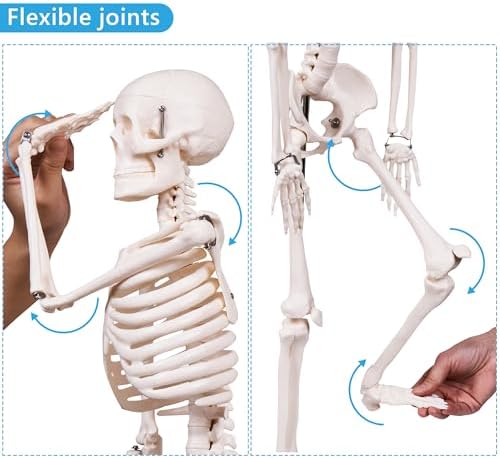 breesky Scientifc Human Skeleton Model for Anatomy, 33.4’’ Skeleton Model with Metal Stand, Removable Arms&Legs for Student to Study Human Skeleton Anatomy System, Halloween Decor, Manual Included - Image 4