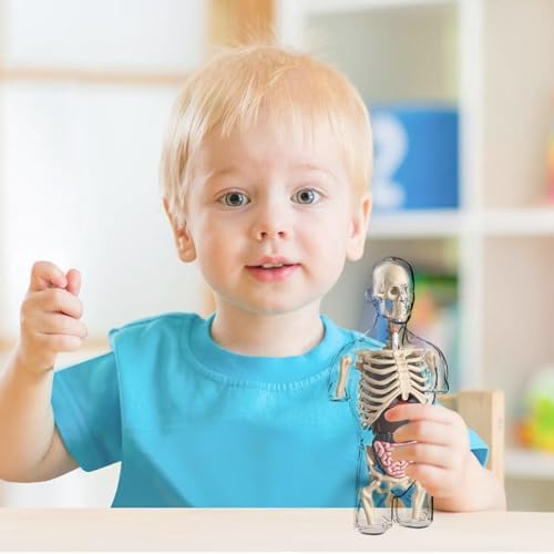 4d Human Body Model for Kids,Human Anatomy Educational Toy | Interactive Anatomy Model with Removable Human Torso Learning Sources Science Classroom Demonstration Tools - Image 2