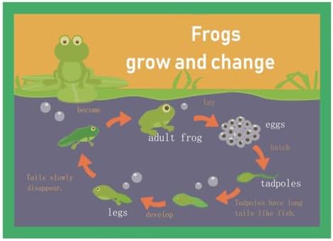 Frogs grow and change Mind Mapping| Educational Posters for Kids(17x24in) by SANTSUN