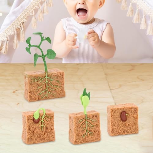 Life Cycle of Green Bean Plant Lifelike Life Cycle Plant Figures for Children - Image 4