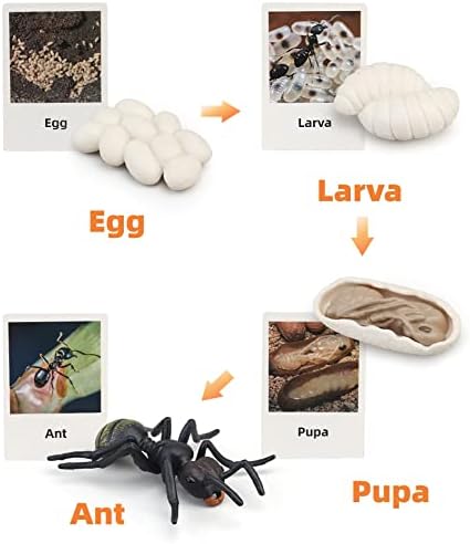 Montessori Life Cycle Animal Figures with Flash Cards, Realistic Animal Figurines Toy, Educational Matching Game for 3+ Year Old Kids (Ant) - Image 2