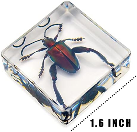 6 PCS Resin Insect Specimen Set, Butterfly, Jewel Frog Beetle, Silk Moth, Chafer, Stinkbug, Wasp, Science Education Toy for Kids - Image 4