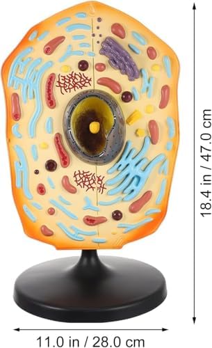 Animal Cell Model Display Anatomical Teaching Aid, Animal Cell Teaching Kit for Students Educational Cell Anatomy Display Detachable Organelles for Biology Classroom Demonstrations - Image 5