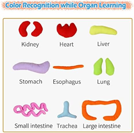 KAKIBLIN Human Body Plush Toy with Removable Organs for Toddlers Learning - Image 4
