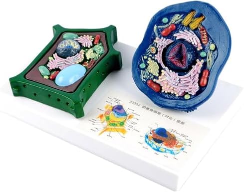 Animal and Plant Cell Anatomy Model with Removable Parts Anatomical Comparative Model of Animal and Plant Cells Biological Teaching aids by Litelogy