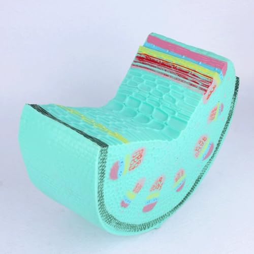 Plant Model Dicotyledonous Herb Stem Model Plant Cell Model Teaching Instruments Corn Stalk Cross-Cut Model for Biology Teaching - Image 4