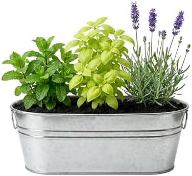 Buzzy Seeds Margarita & Mojito Herb Grow Kit, Mint, Lime Basil & Lavender - Image 2