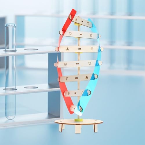 2psc DNA Double Helix Model Kit for Teaching Biology Projects - Image 5