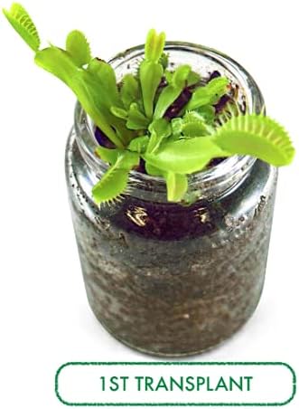 Venus Flytrap Kit, Live Venus Fly Trap Terrarium Included/DIY Beginner Friendly Starter Kit, Educational Growing Plant, Exotic Native - Image 5