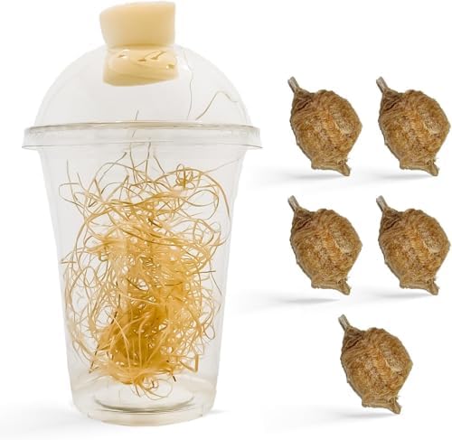 Praying Mantis Ootheca Egg Case with Hatching Habitat Cup (Five Egg Case) - Beneficial for Stem Education and Gardening, Egg Case Produces Approximately up to 400 Baby Nymphs (T Sinensis) by Unknown
