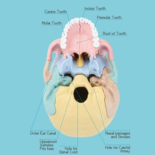 LUCKY GUESS Human Skull Anatomy Model, 17-Part Puzzle with Flash Cards - Image 4