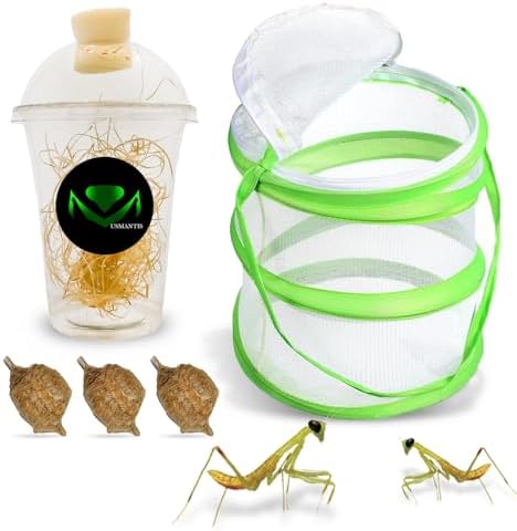 USMANTIS T Sinensis Mantis Egg Case Pack of 3 with Hatching Kit by USMANTIS