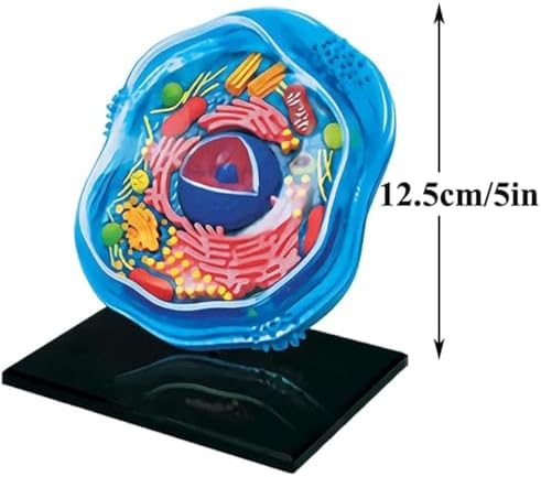 Biology Animal and Plant Cell Models, Assembly and Medical Lessons Cell Model Teaching(Animal Cells) - Image 2