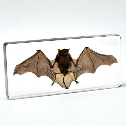 Taxidermy Bat Specimen in Resin Crystals Preserved (3-Pack Set) - Image 5