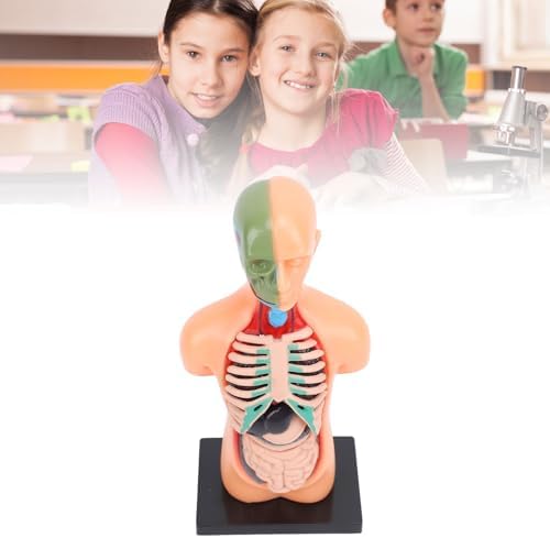 Asixxsix Human Body Model, Plastic Anatomy Model Educational Human Torso Anatomy Model Realistic Human Body, 3D Model Study Tool for Medical Student or as Educational Kit for Kids - Image 4