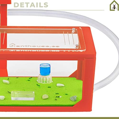 Anthouse - Basic Natural Sand Ant Farm - 3D Ant Terrarium - Acrylic Sandwich-Type - Foraging Box with Lid Included - Red Color - Image 4