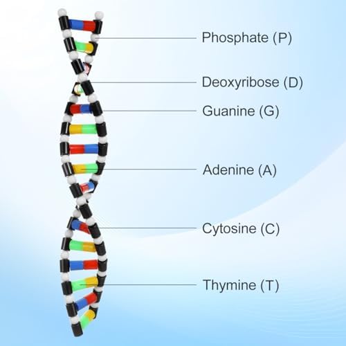 ibasenice DNA Model Double Helix Model for Science Class Molecular Kit for Students Biology Classroom Supplies Science Models for Classroom Display 15.74 X 2.24 X 0.78 in - Image 5