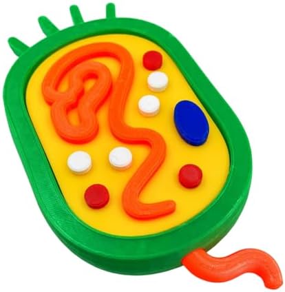 and Plant Cell Anatomy Model Anatomical Animal Plant Cell Model Biology Class Teaching Tool Animal and Detachable - Image 5