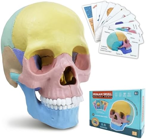 HADWYN Anatomy Skull Model, 17 Part Puzzle of Human Anatomy Skull for Teaching Equipment by HADWYNHumanAnatomyModel