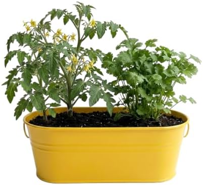 Buzzy Seeds Taco Night Grow Kit, Metal Planter, Tomato & Cilantro Seeds - Image 2