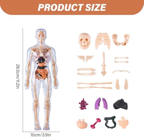 Human Body Model for Kids Detachable 3D Anatomy Science Toy Skeleton Model Educational Fully Transparent - Image 2