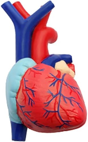 4D Respiratory System Model Lung Model Anatomical, Model of Human Heart and Lungs 21 Removable Parts for Medical Teaching - Image 3