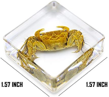 6 PCS Marine Life Specimen Set,Hermit Crab,Fiddler Crab,Starfish,Nassariidae,Sea Cucumber, Chiromantes Dehaani Resin Collection Science Toys - Image 4