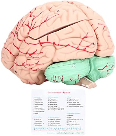 Yosoo Health Gear Detachable Human Brain Model Anatomy Study PVC, 2 PCS by YosooHealthGear