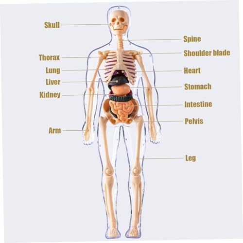 Human Body Model for Kids Detachable 3D Anatomy Science Toy Skeleton Model Educational Fully Transparent - Image 3