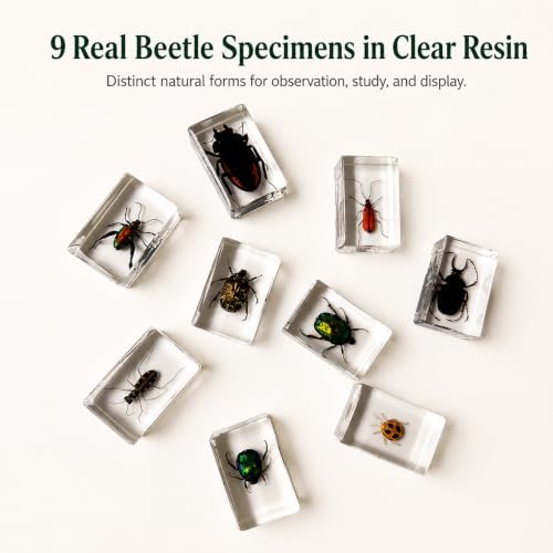 9pcs Real Insect Specimen,Taxidermy Stag Beetle & Beetle Specimen in Resin - Image 2