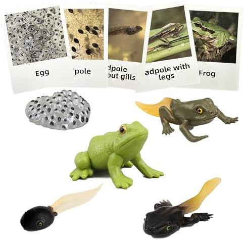Mbrain5pcs Frog Growth Cycle with Flash Cards,Life Cycle Learning & Education Toys,Montessori Toys,Gift for Girl & Boy for 3 4 5 6 7 Year Old (Frog) by Mbrain
