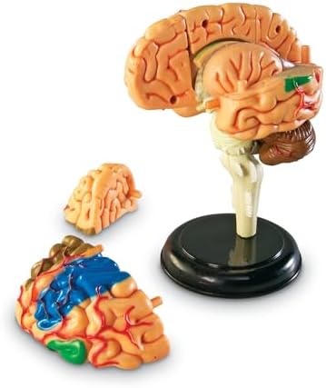Learning Resources Human Anatomy Model Brain - Image 2
