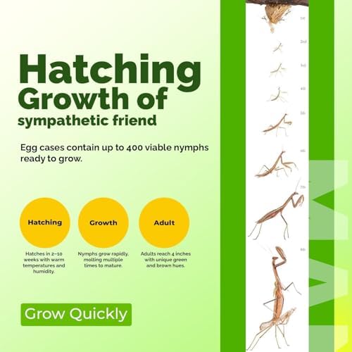 USMANTIS T Sinensis Mantis Egg Case Pack of 3 with Hatching Kit - Image 3