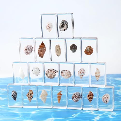 9-Pack Ocean Animal Snail Shell Crab Specimens in Resin Preserved - Image 4