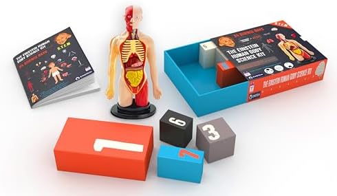 2026 Einstein Human Body Science Advent Calendar. Includes Original STEM Experiments, a 12-inch Model with 16 Detachable Organs, a Printed Guide and factbook, Plus Daily Step-by-Step Videos - Image 3