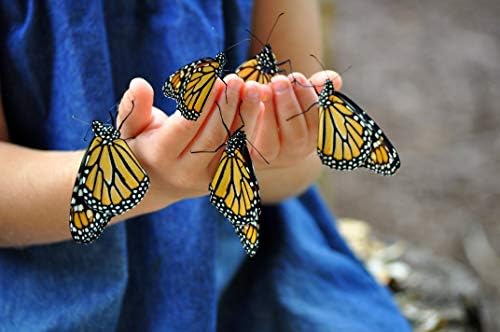 Nature Bound Butterfly Growing Kit - Live Caterpillar to Butterfly Project for Kids - Includes Voucher for Caterpillars, Green Pop-Up Enclosure, and STEM Learning Guide (Original Design) - Image 6