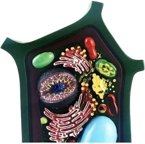 Plant Cell Model Plant Anatomy Model Cell Model - Educational Model Plant Cell Anatomical Model - Biology Teaching Model - for Science Education Collection - Image 2
