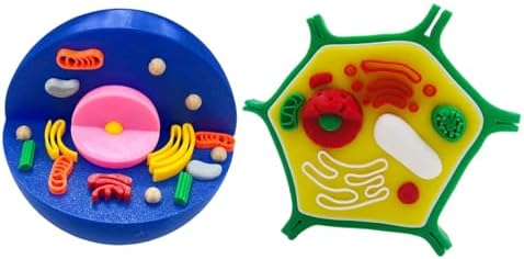 and Plant Cell Anatomy Model Anatomical Animal Plant Cell Model Biology Class Teaching Tool Animal and Detachable - Image 7