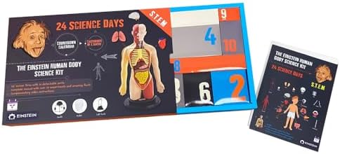 2026 Einstein Human Body Science Advent Calendar. Includes Original STEM Experiments, a 12-inch Model with 16 Detachable Organs, a Printed Guide and factbook, Plus Daily Step-by-Step Videos - Image 2