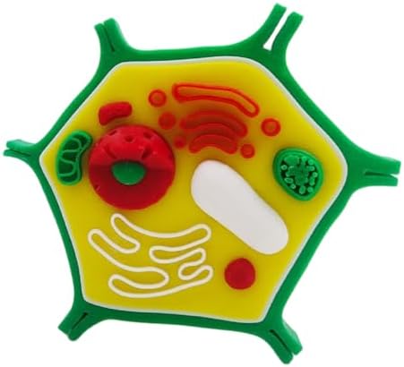 and Plant Cell Anatomy Model Anatomical Animal Plant Cell Model Biology Class Teaching Tool Animal and Detachable - Image 4