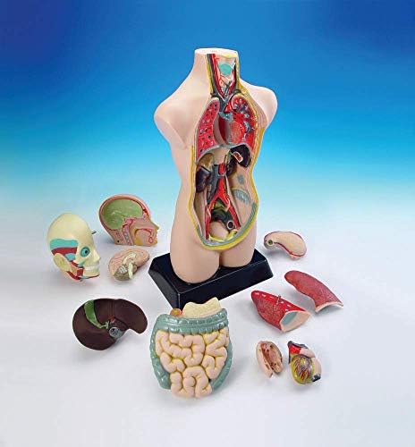 hand2mind 19 Inch Tabletop Human Torso Model, Anatomically Accurate Kit, 10 Removable Human Organs, Anatomy Model for Kids, Human Anatomy Torso Model, Science School Supplies, Trachea Model - Image 7